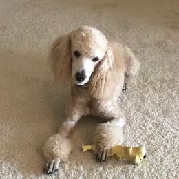 Bernedoodles, Cavapoos, Goldendoodles, Poodles, and Sheepadoodles from Sunflower Doodles