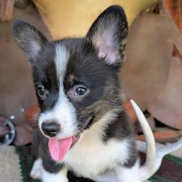 Roz Doyle - Brindle and white female American Corgi puppy in Paden, Oklahoma from Sunray Ranch