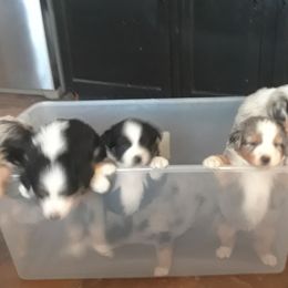 Australian Shepherd Puppies from 4H Aussies