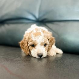 Copper - Blenheim male Cavapoo puppy in Saint George, Utah from Fitzdoodles