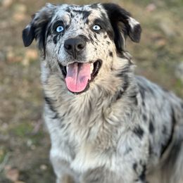Lainey - Australian Shepherd