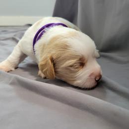 Christa - Apricot female Assorted Doodle Crosses puppy in Blackfoot, Idaho from Lucky Pup Meadows