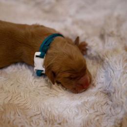 Brie - Golden male Golden Retriever puppy in Dayton, Minnesota from Akoya Kennels