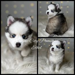 Ethel - Silver and white female Pomsky puppy in Rossville, Georgia from Scenic City Pomskies