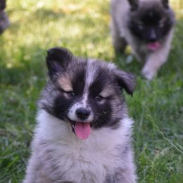 Rowan - male Nenets Herding Laika puppy in Manns Choice, Pennsylvania from Mystic Winds Kennel