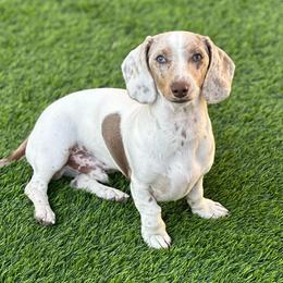 Lenny - Dachshund
