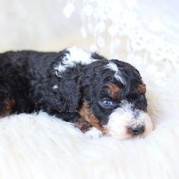 Boy 4 - Black tri-color male Aussiedoodle puppy in Omro, Wisconsin from Crystal Ridge Doodles
