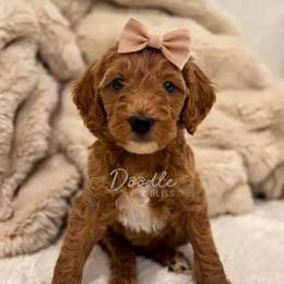 Padmé - Apricot female Goldendoodle puppy in Gilbert, Arizona from Doodle Bliss