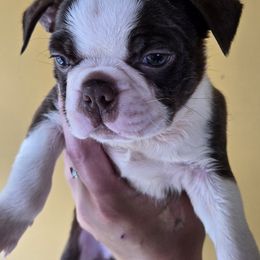 Comet - Red male Boston Terrier puppy in Omaha, Illinois from Puppi Guppies