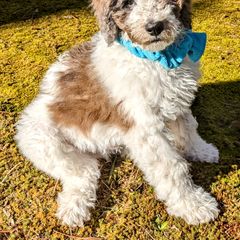 Double Doodle Puppies from Breedlove Mtn Doodles