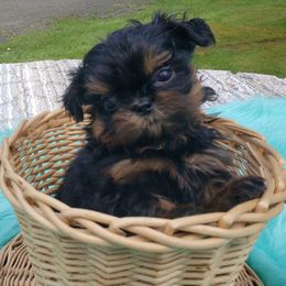 Shih Tzus from Serendipity Shih tzu