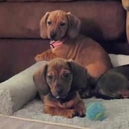 Dachshunds from WinstonWillow&theWeens