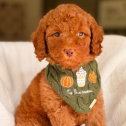 Rookie - Red  male Goldendoodle puppy in Hartwell, Georgia from BellaDoodles