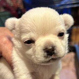 Rebecca - White female Chihuahua puppy in Lake George, New York from Moonhill Chihuahuas