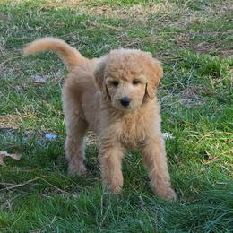 Max - Apricot female Goldendoodle puppy in Georgetown, Tennessee from Georgetown Designer & Purebred Puppies