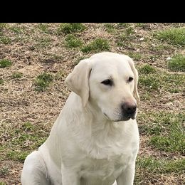 Labrador Retriever puppies from Triple Threat Labradors