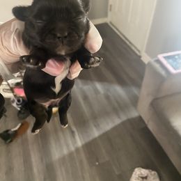 Girl 1 - Black female Shih Tzu puppy in Detroit, Michigan from Yanna  Shih Tzus