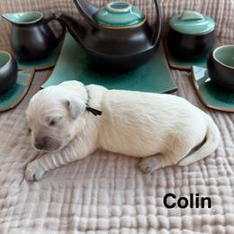 Colin - Light golden male Golden Retriever puppy in Conroe, Texas from Tails of Cypress
