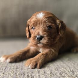 Pink collar Girl - Apricot female Cavapoo puppy in Almira, Washington from Cavapoo Cuddles
