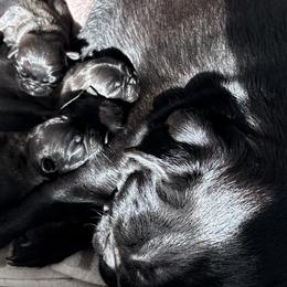 Pugs from Double Dutch Pug Co.