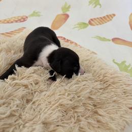 Ocelot - Black male Whippet puppy in Fort Myers, Florida from Rainbow Whippets