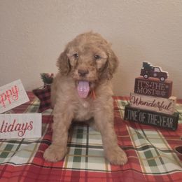Orange girl - Apricot female Labradoodle puppy in El Paso, Texas from My Cuddly Doodles