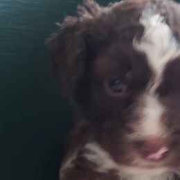 Tino - Spanish Water Dog puppy from The Woolly Dog Ranch