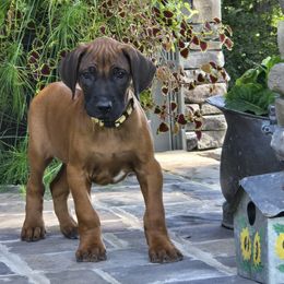 Boy 6 - male Rhodesian Ridgeback puppy in Gaffney, South Carolina from Circle D Farms