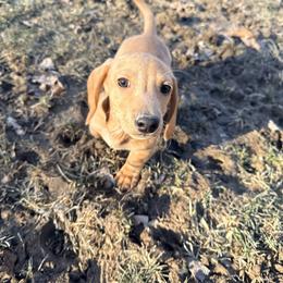 Henry - Cream male Dachshund puppy in Crossville, Tennessee from Golden Critter Farm