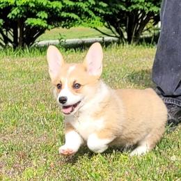 Girl 1 - female Pembroke Welsh Corgi puppy in Sparta, Tennessee from Poso Creek Corgis