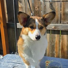 Nyx - Pembroke Welsh Corgi