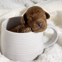Cavapoo Puppies from Rosie’s Pups MN