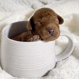 Cavapoo Puppies from Rosie’s Pups MN