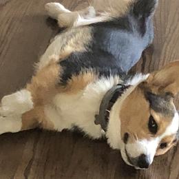 Pembroke Welsh Corgis from Galaxy of Corgi