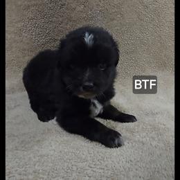 Jg4 - Black tri female Miniature Australian Shepherd puppy in Bend, Oregon from Badlands Toy and Mini Aussies