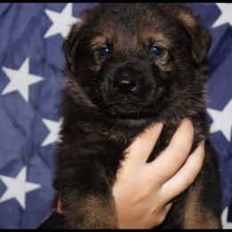 German Shepherd Puppies from Black Beauty Shepherds