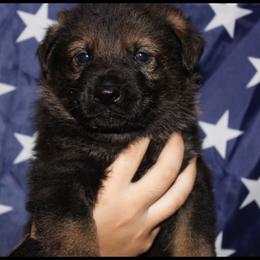 German Shepherd Puppies from Black Beauty Shepherds