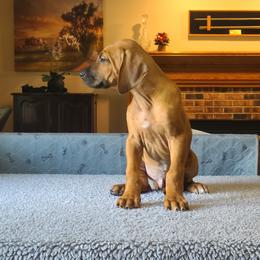 Rhodesian Ridgeback Puppies from Zenkosi Ridgebacks