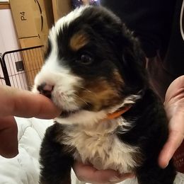 Orange - Black rust and white male Bernese Mountain Dog puppy in Auburn, Washington from MSM Bernese Mountain Dogs