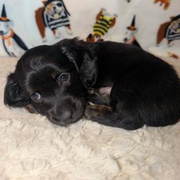 Oreo - Blue and tan male Dachshund puppy in Coachella, California from Palms & Paws Dachshunds