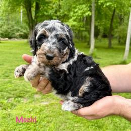 Mochi - Merle female Bernedoodle puppy in Midland, Michigan from Northern Charm Farm