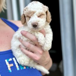 Snickerdoodle - Buff and white male Cockapoo puppy in Salem, Oregon from Capital Doodles