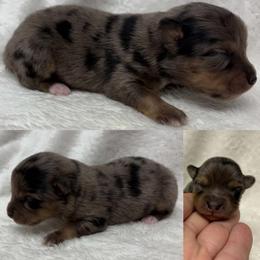 Blue Merle female - Blue merle female Toy Australian Shepherd puppy in Brooker, Florida from Honey, I Shrunk the Aussies