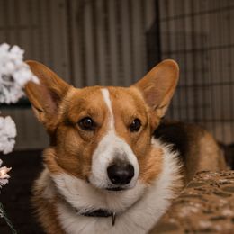 Cardigan Welsh Corgi and Pembroke Welsh Corgi Puppies from Corgi 4 Christ