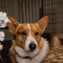 Cardigan Welsh Corgi and Pembroke Welsh Corgi Puppies from Corgi 4 Christ