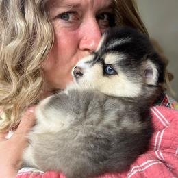 Katmai - Silver and white female Pomsky puppy in Rathdrum, Idaho from Smart Pomskies and Frenchies