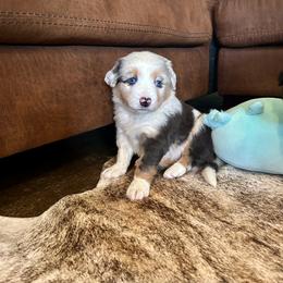 Snoozy - Blue merle male Miniature Australian Shepherd puppy in Edgar Springs, Missouri from Scott’s Aussies LLC
