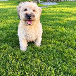 Whoodle puppies from Genesis Family Farm