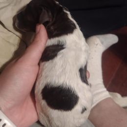 Cassandra - Liver and white female German Shorthaired Pointer puppy in Mechanicsville, Iowa from Apple River Working Dogs