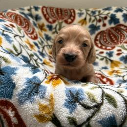 Duncan - Cream male Dachshund puppy in Temecula, California from Naomi Magee's Dachshund Kennel